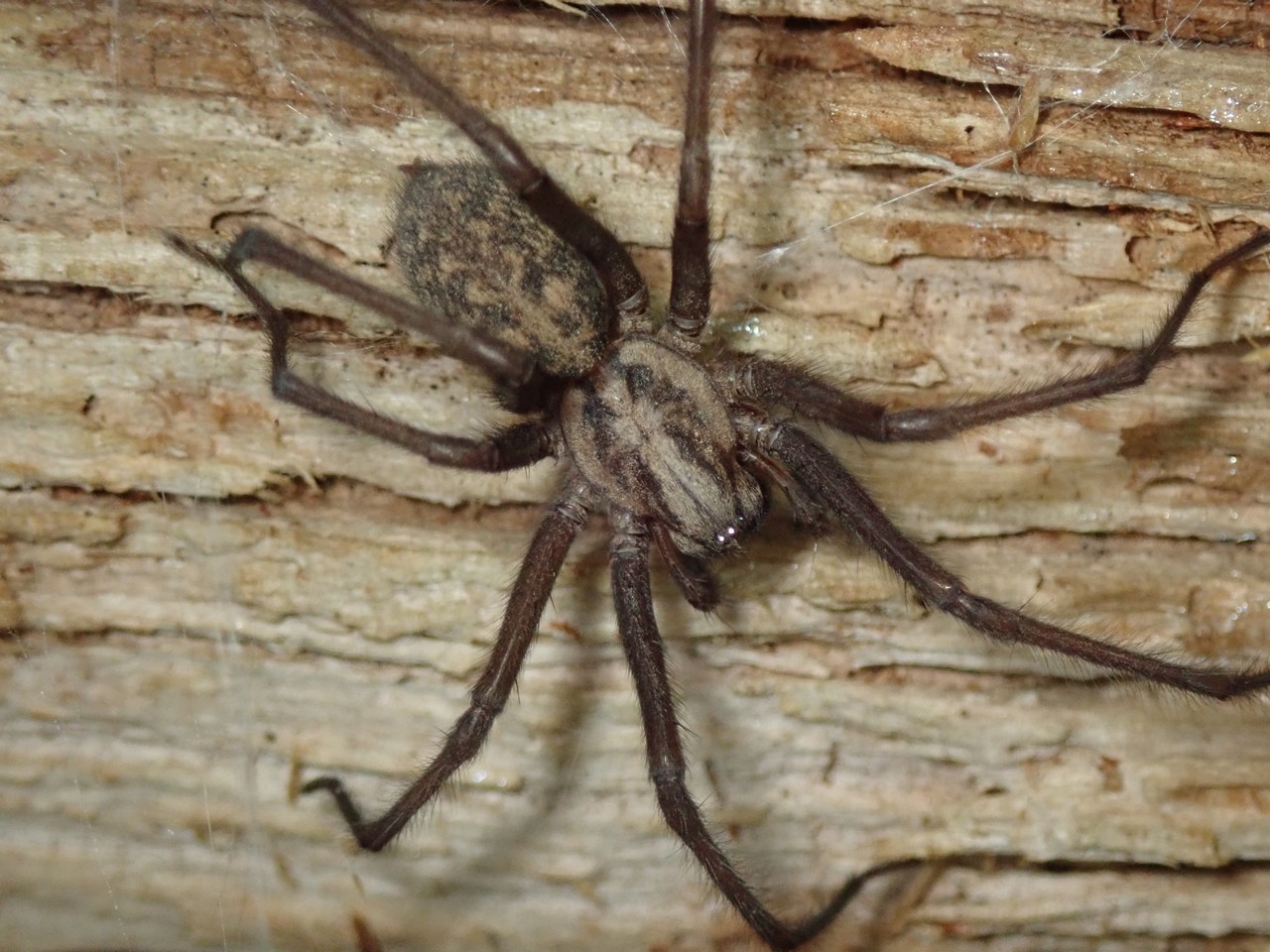 Eratigena duellica